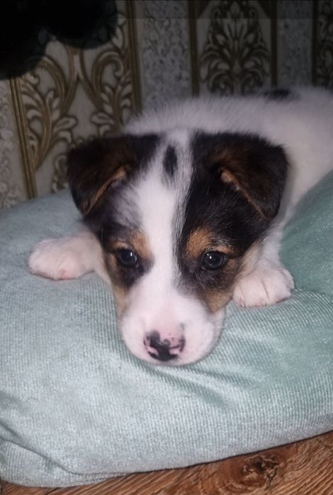 Шкода ищет мампап. Доставлю!