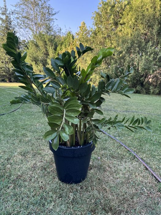 Аглаонема, Долларовое дерево