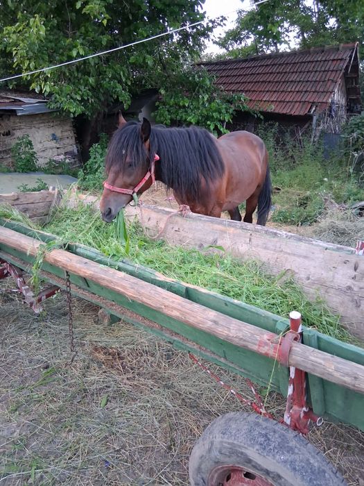 Armasar de vanzare