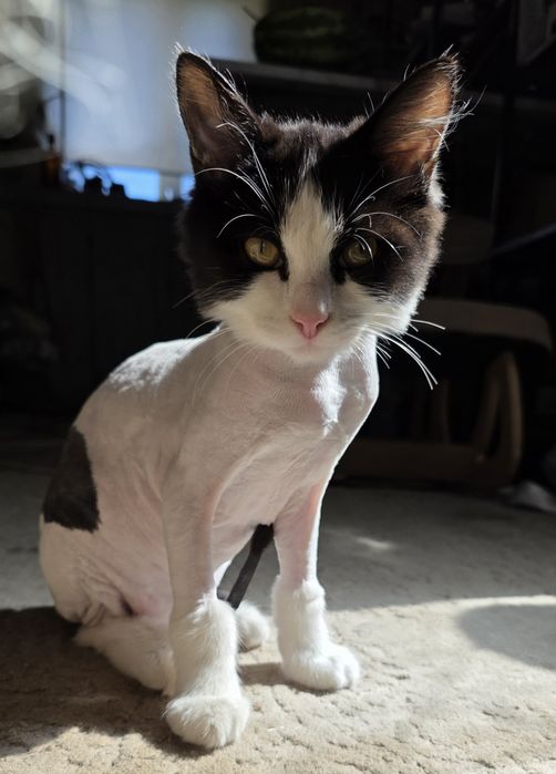 Отдам котёнка в ДОБРЫЕ руки!