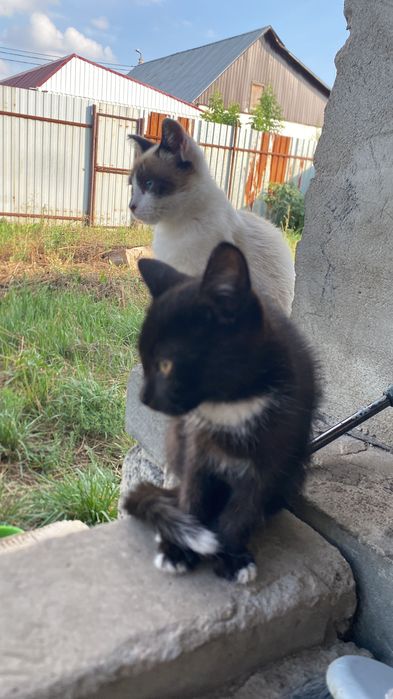 Продажа котенка м