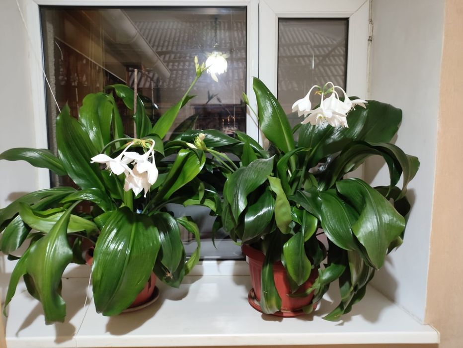 Лилия домашний цветок