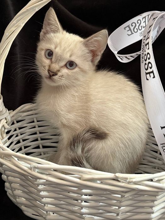 Отдам котенка девочку, воспитанную