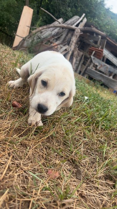 Donez catei metis vizsla maghiara