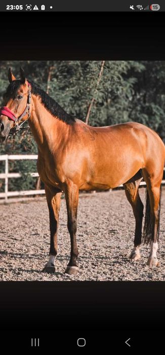 De vânzare iapă CSR (Cal de Sport Românesc) – 8 ani, excelentă pentru sărituri!