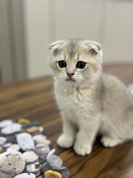 Котенок 2.5 месяца