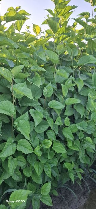 Тут кучатлари сотилади Бир йиллик  500 сумдан йана келишамиз