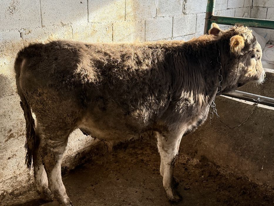 Бычки на продаже