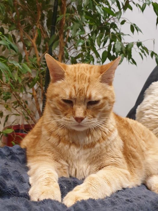 Plimbari/vizite animale de companie