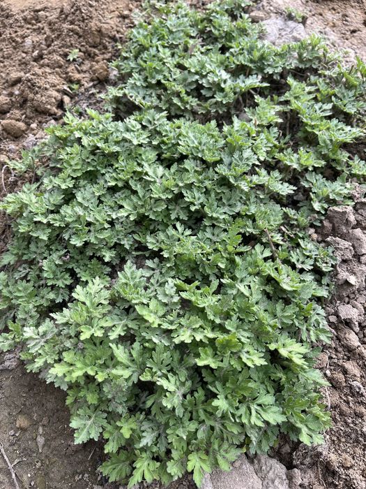 Хризантемы уличные растения