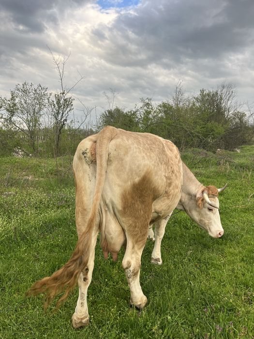 Vacă de vânzare gestantă