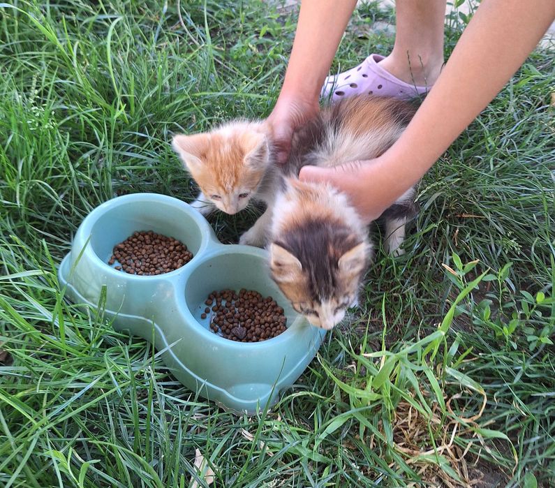 Adoptie pisici jucăuși si drăguți