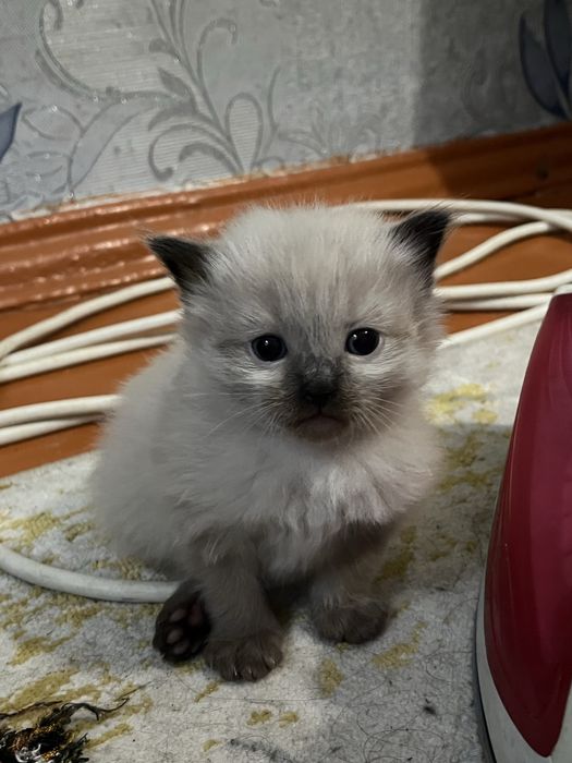 Котята Рэгдолл ШЫМКЕНТ