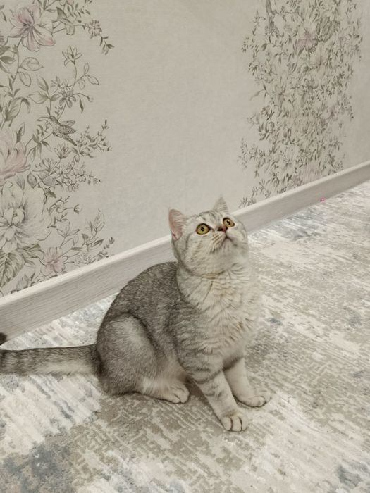 British chinchilla mushuk sotiladi