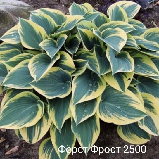 Продам деленки  хост. Выкопаю под заказ