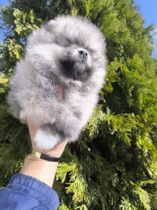 Померанчета мини,мини