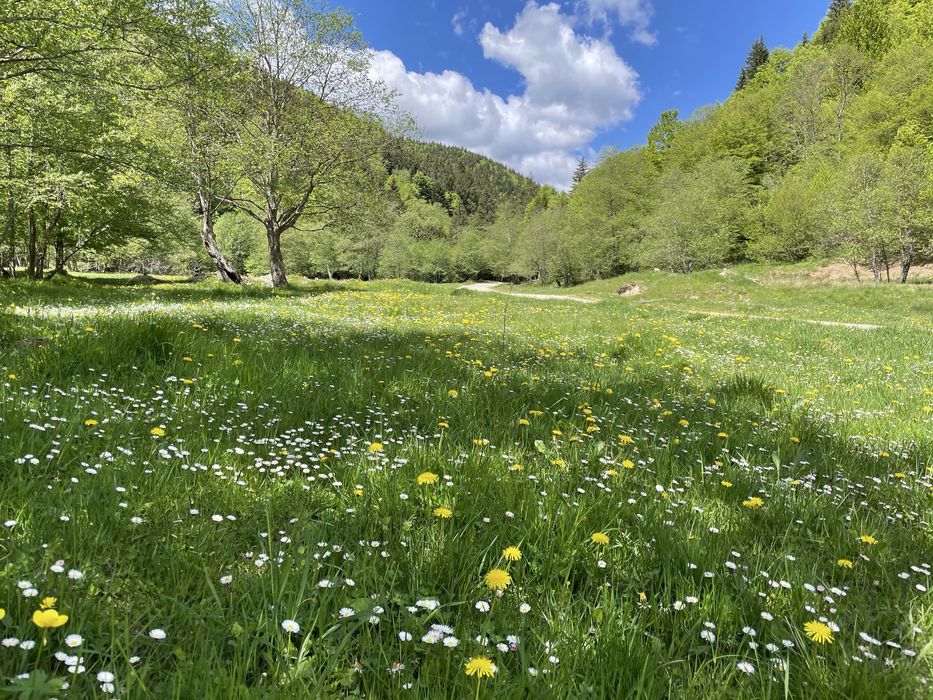 Vand teren 7500 mp Plaiul Foii Barsa lui Bucur