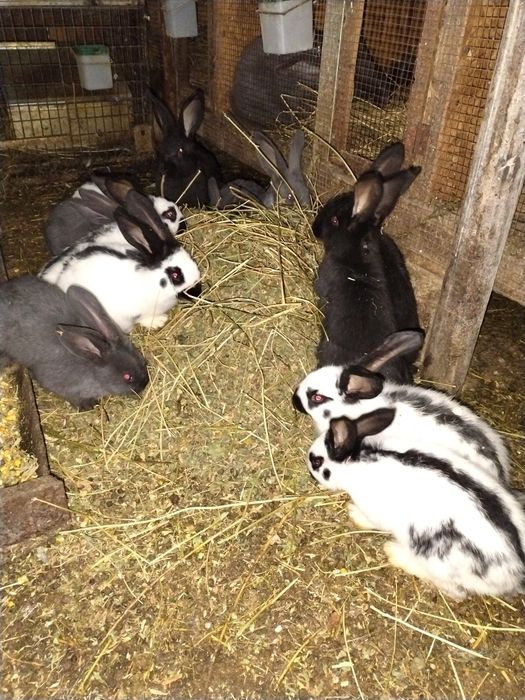 Iepuri Fluture German