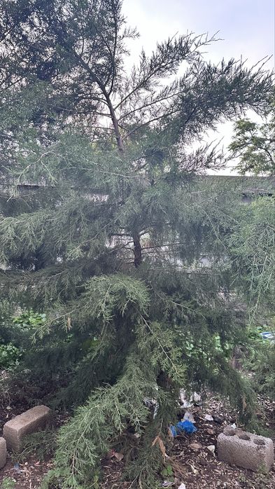 Зеленая ель, очень красивое