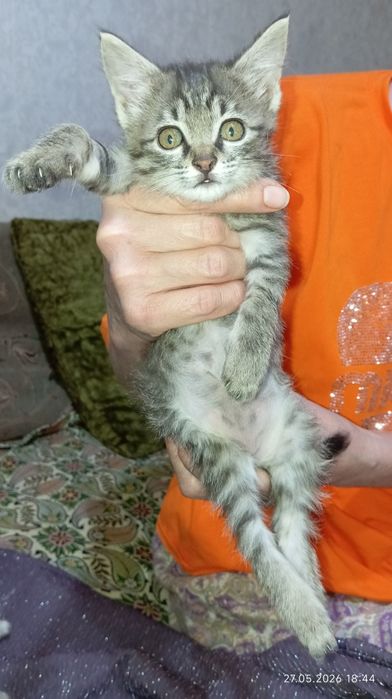 Отдам котенка в добрые руки