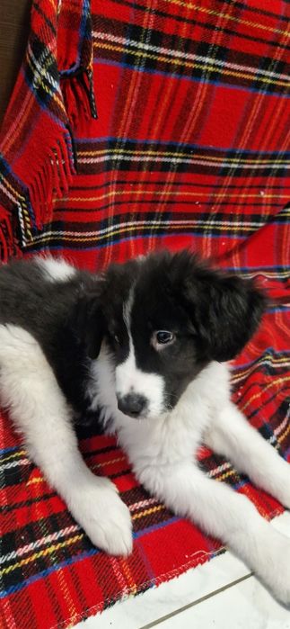 Ciobănesc de bucovina