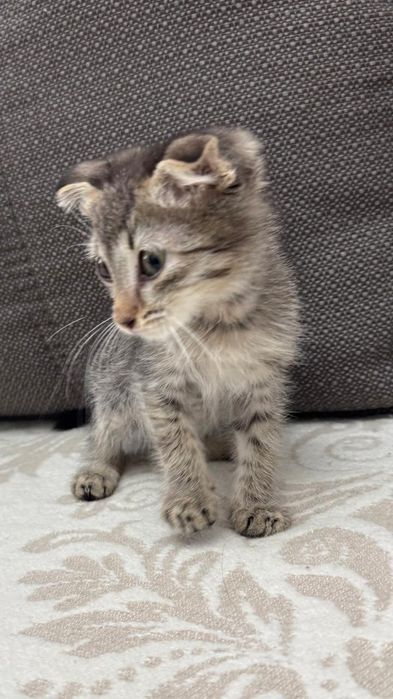 Отдам котёнка в добрые руки