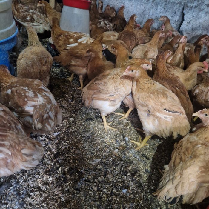 Puicute kabir media 3kg