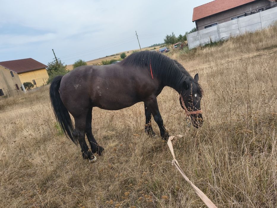 Vând sau schimb manza   de 4 ani