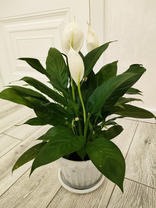 Домашние цветы, доставка