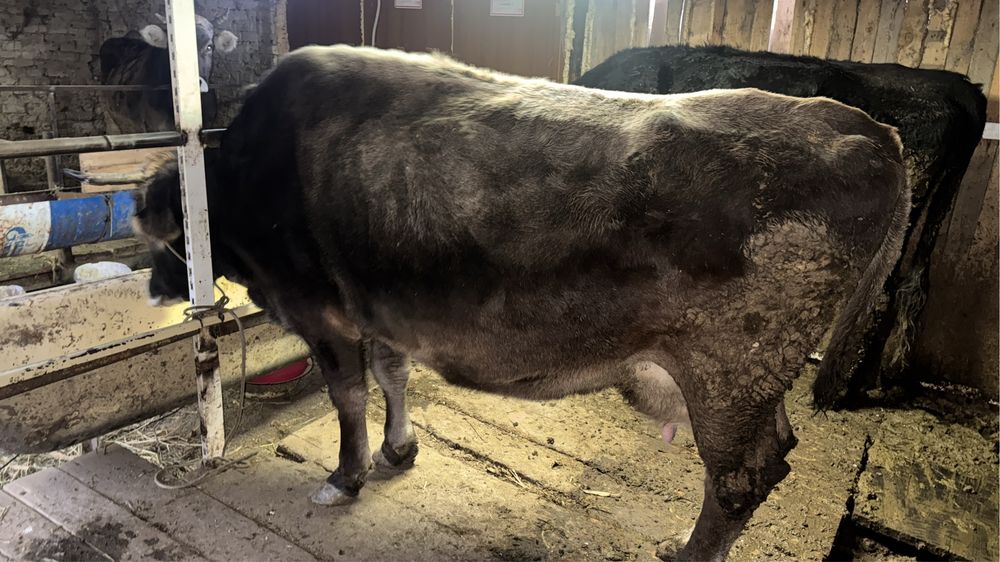 Срочно продается корова