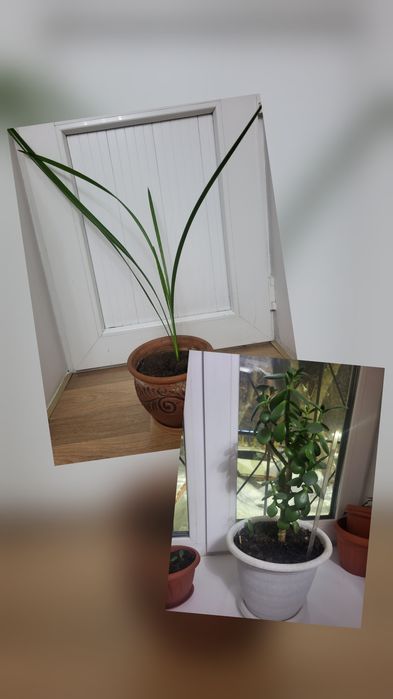 Растения комнатные разные продам недорого.