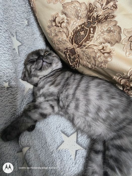 Продам котят скотищь страйт