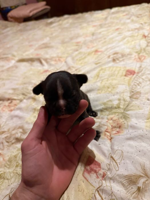 Продавам Френски булдоци