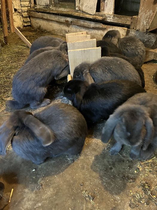 Schimb mascul Berbec German