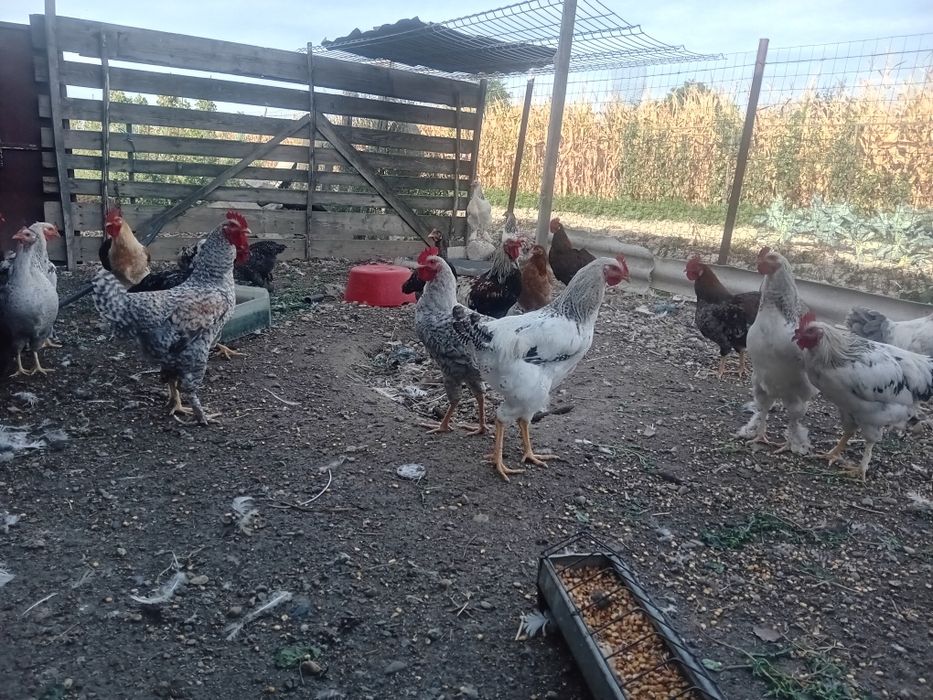 Cocoși de vânzare 15 bucăți 50 lei bucata la alegere