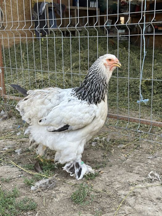 Disponibile pasari brahma