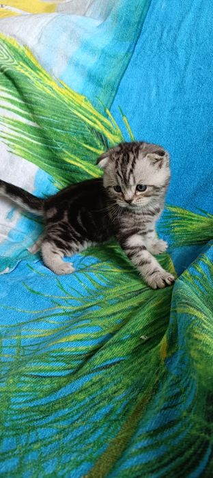 Шотландская вислоухая кошка