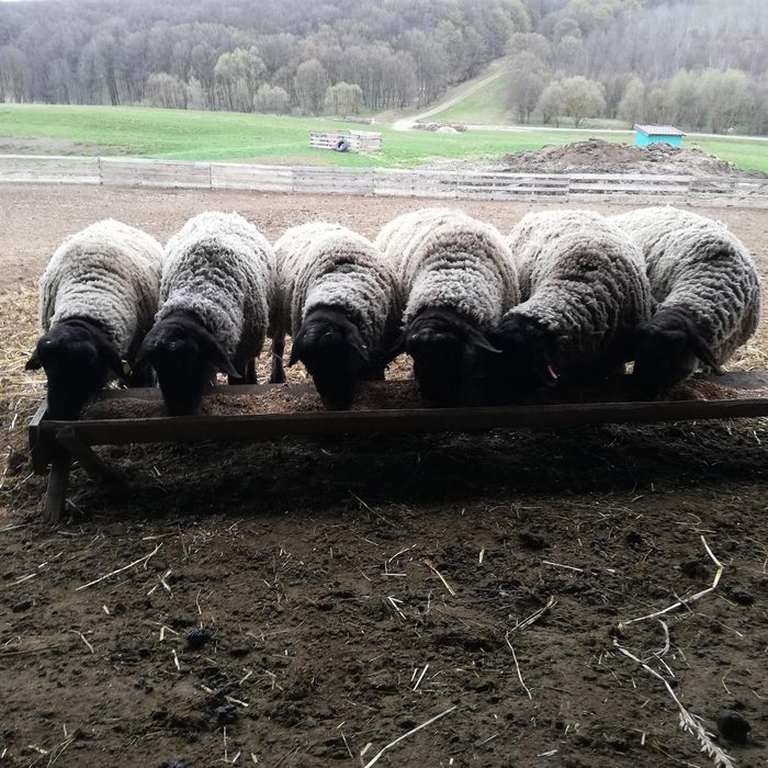 Oi suffolk origine Irlanda