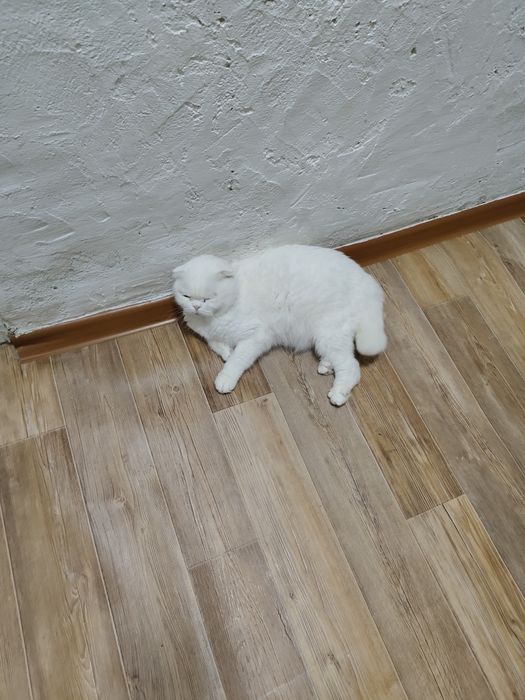 Шотландская Фолд