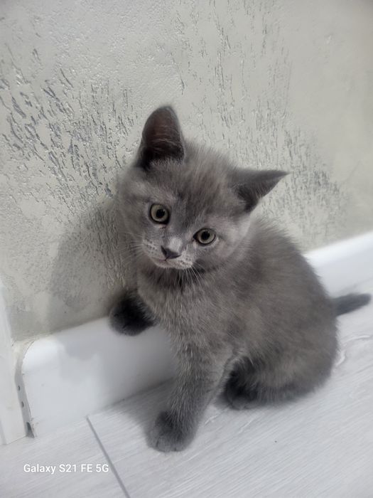 Британский котик