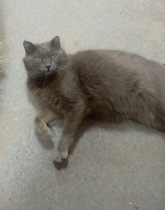 Котик в добрые руки