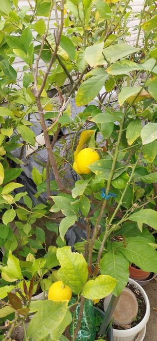 Български лимонови дръвчета