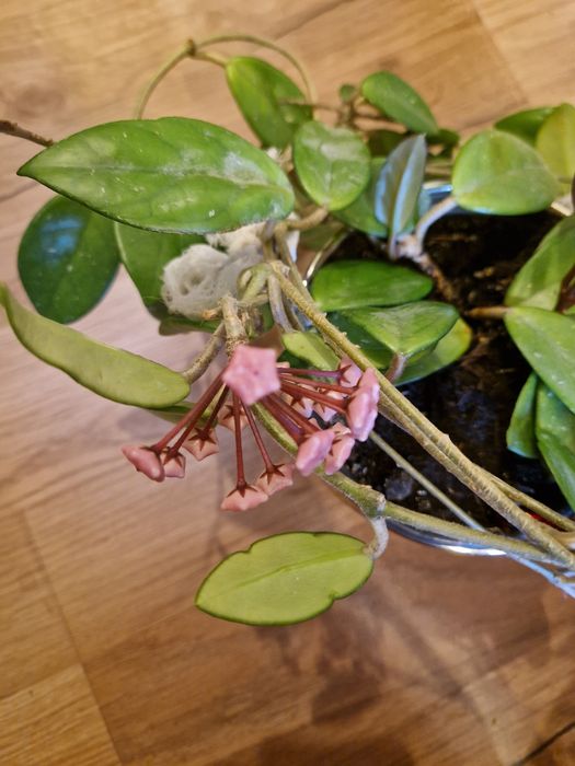 Floare de ceară (Hoya carnosa/ Lacrima maicii domnului)