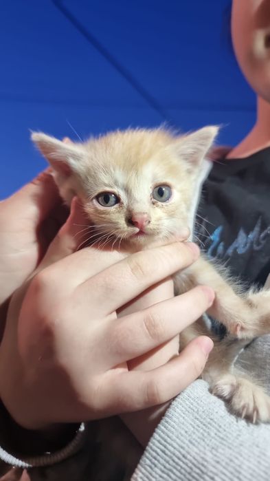 Отдам котят в хорошие руки