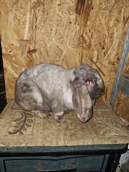 Femela berbec german