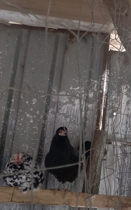 De vânzare găini pitice