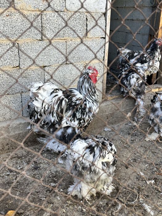 Продам мраморного кохинхина