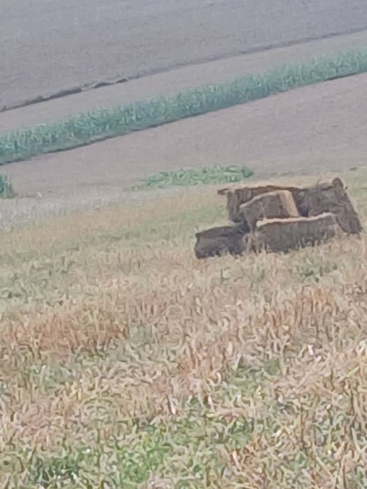 Vând baloți din paie de ovăz  neirbicidate.