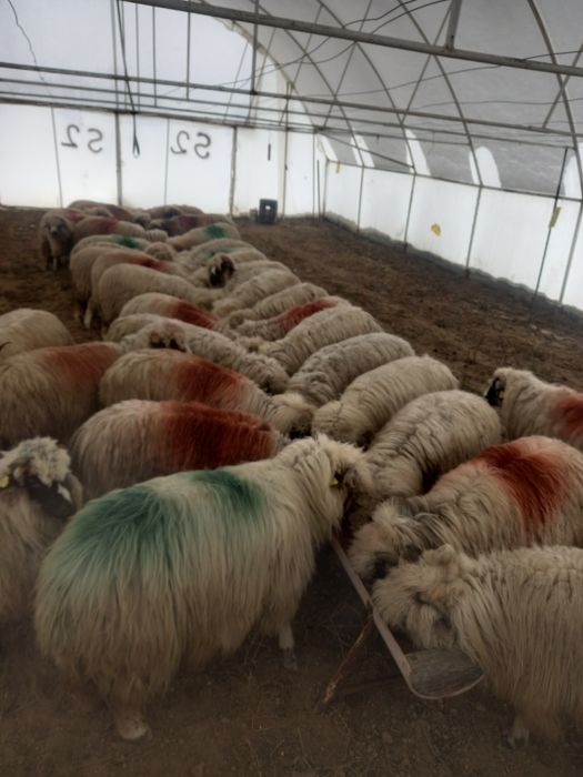 De vânzare aceste oi