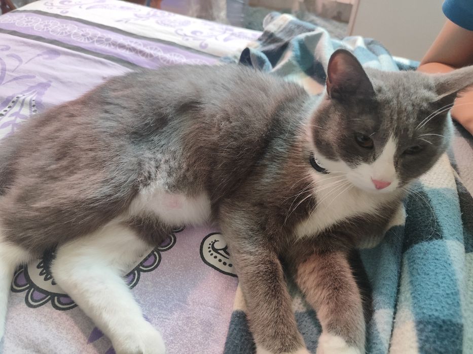 Отдам кошку в добрые руки